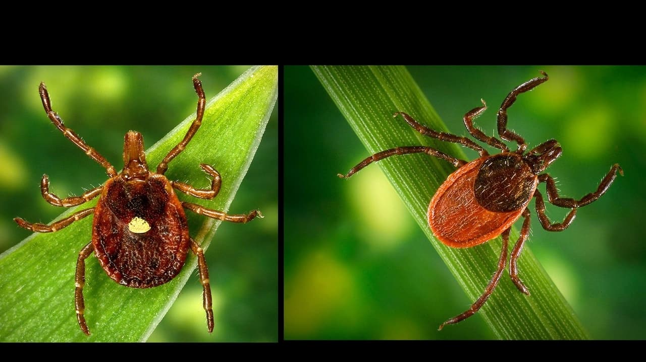 Is Long Island's worst tick season? Expert insights