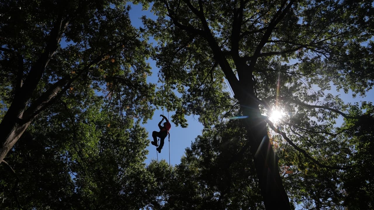 Climbers participate in international tree climbing event