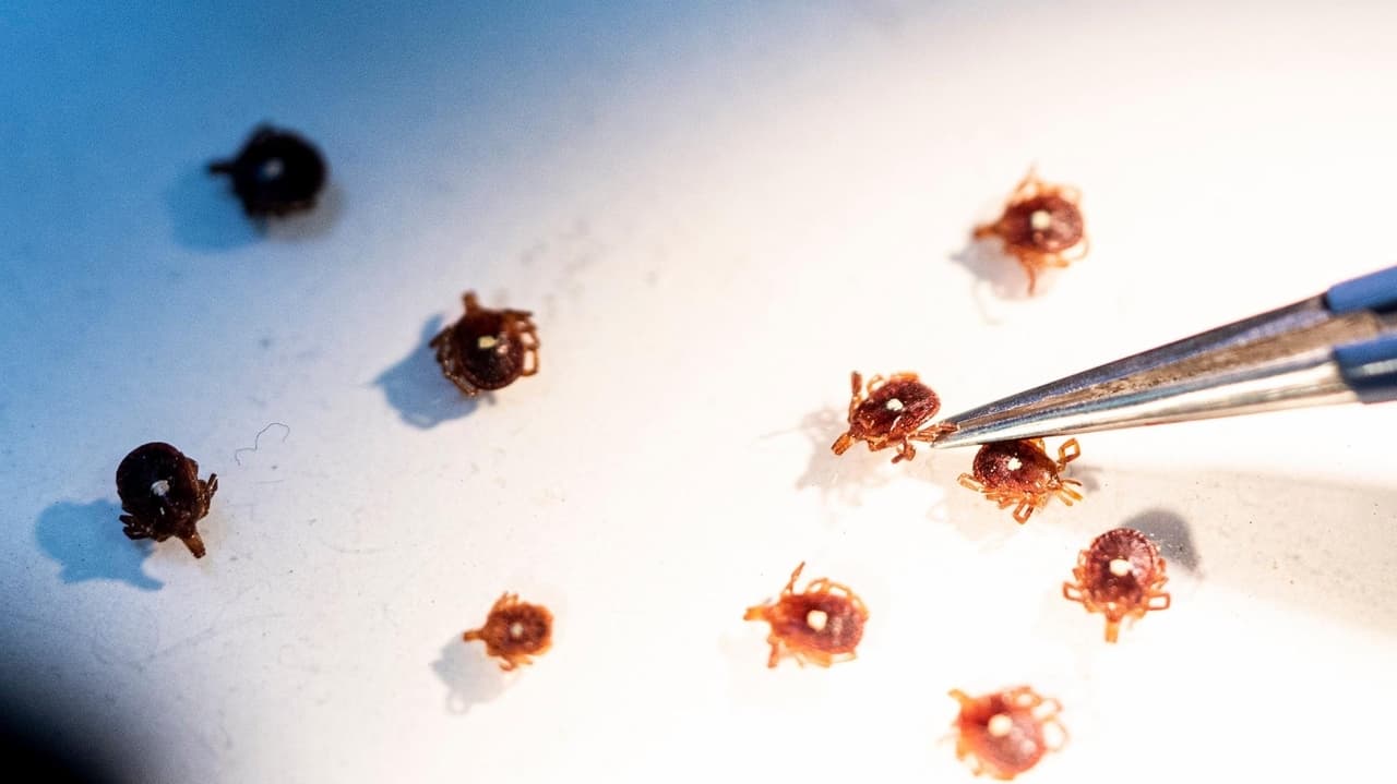 Riverhead woman contracts rabbit fever from cat bite