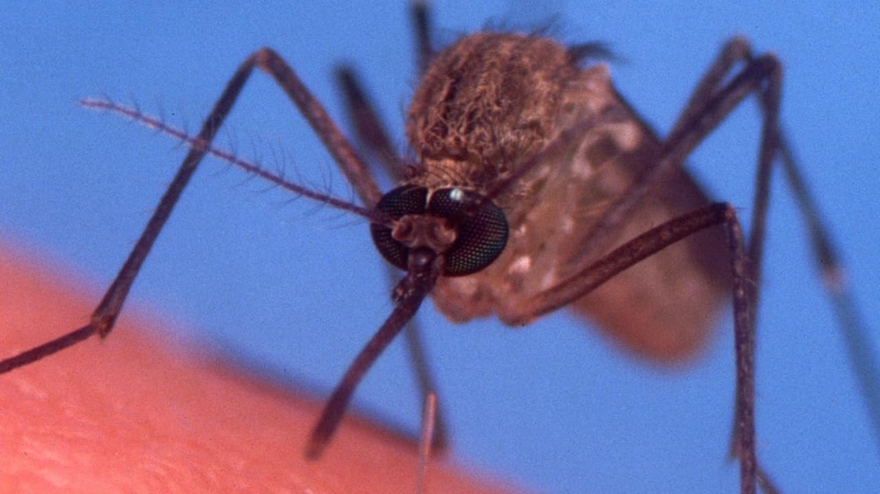 First West Nile case in Suffolk this year