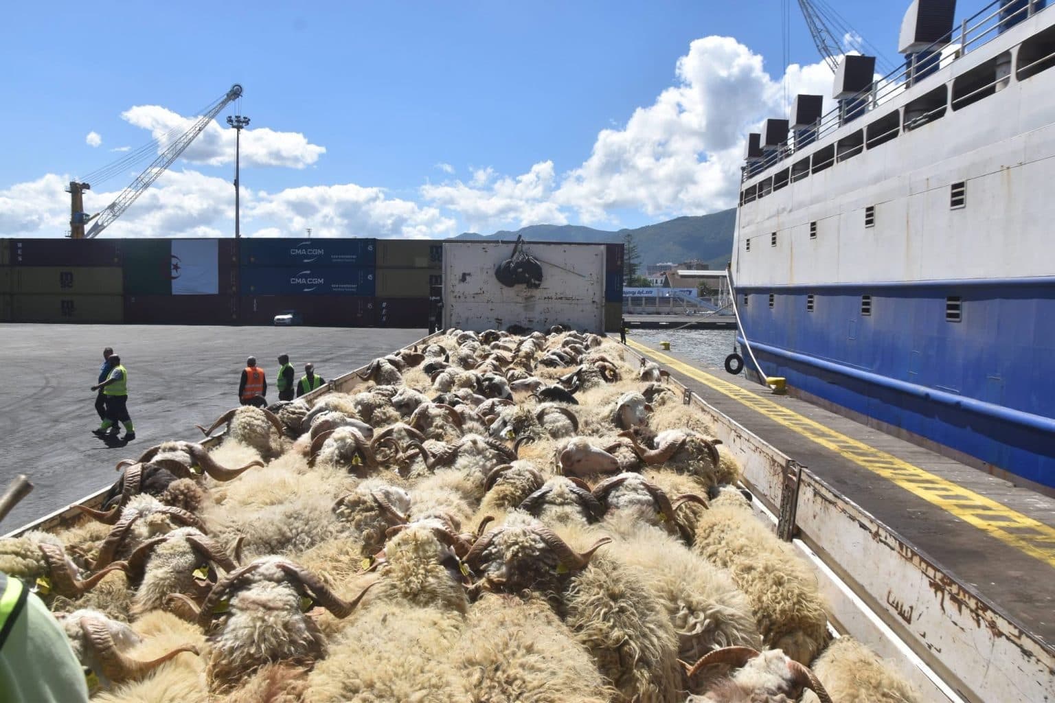 Violations and Manipulation in the Eid Sacrifice Import Process Revealed by Sabq Press