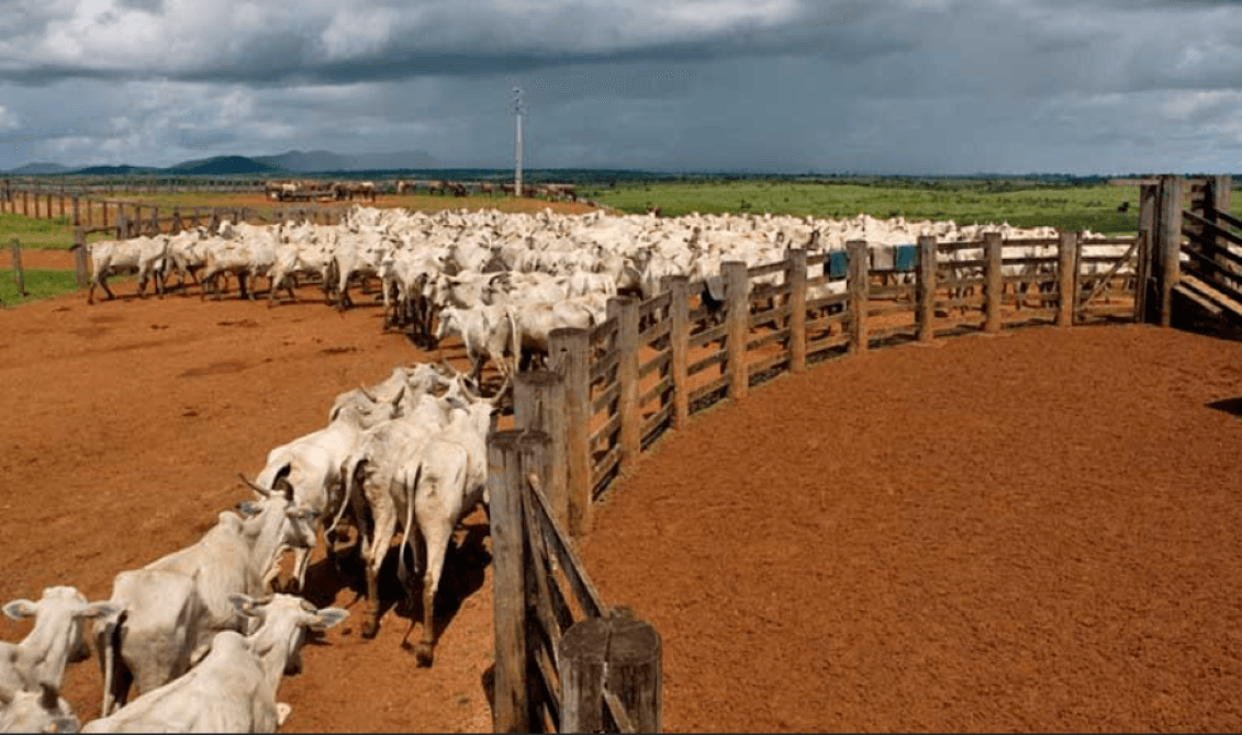 Brazil to respond after EU meat ban