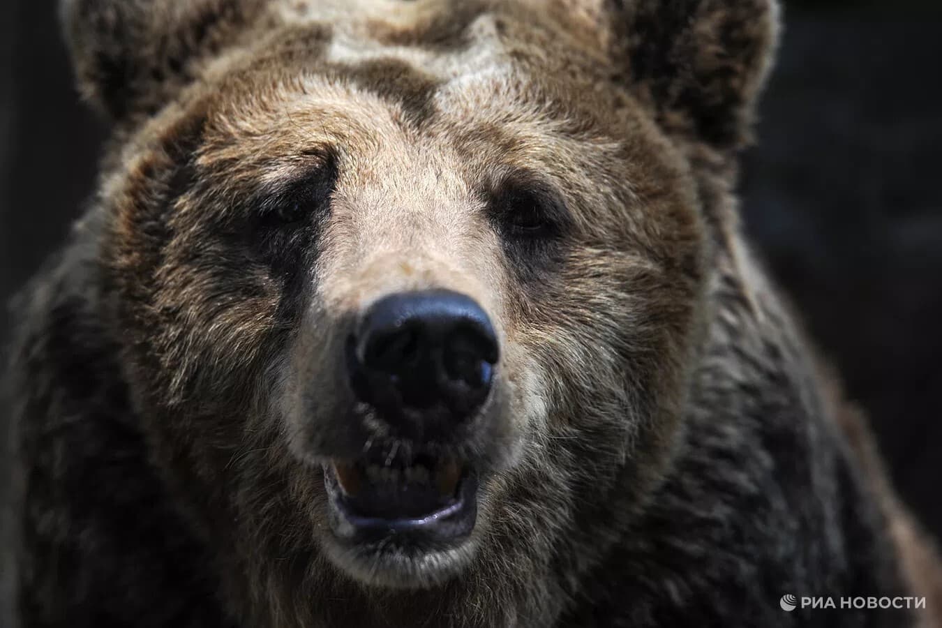 Buryatia Closes Reserves Amid Bear Surge