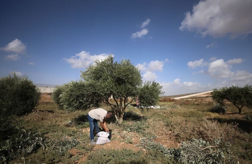إسرائيل تسمح بقطف الزيتون بجنوب لبنان