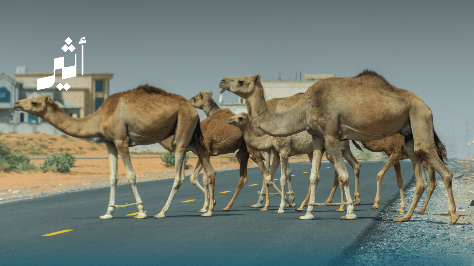 Penalties for animal harm