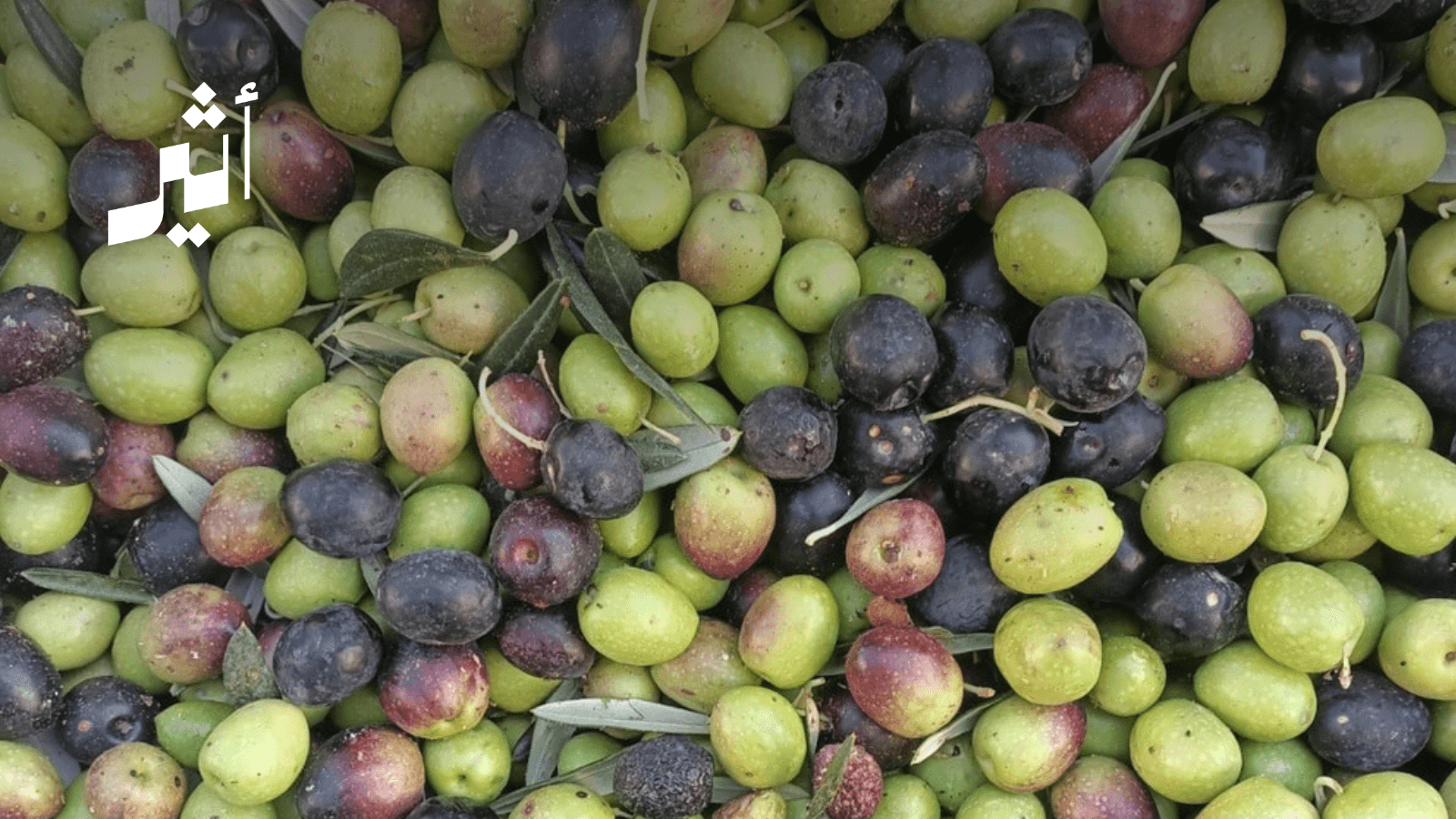 Green Mountain Olive Oil Earns 3 Awards