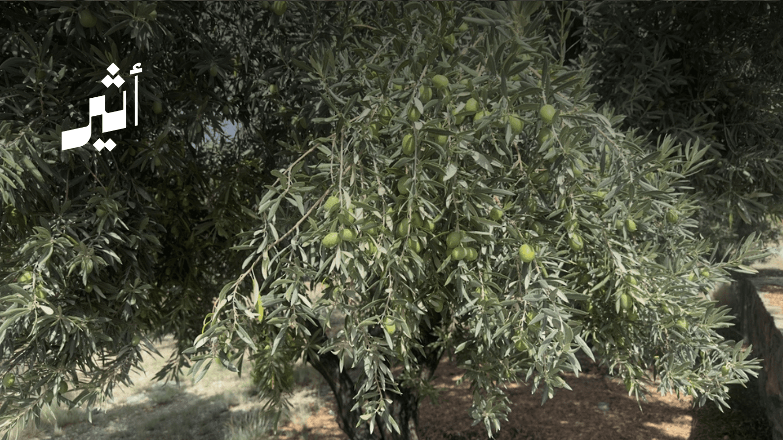 الجبل الأخضر يستعد لموسم الزيتون بعد مبيعات فاقت مليون ر.ع العام الماضي