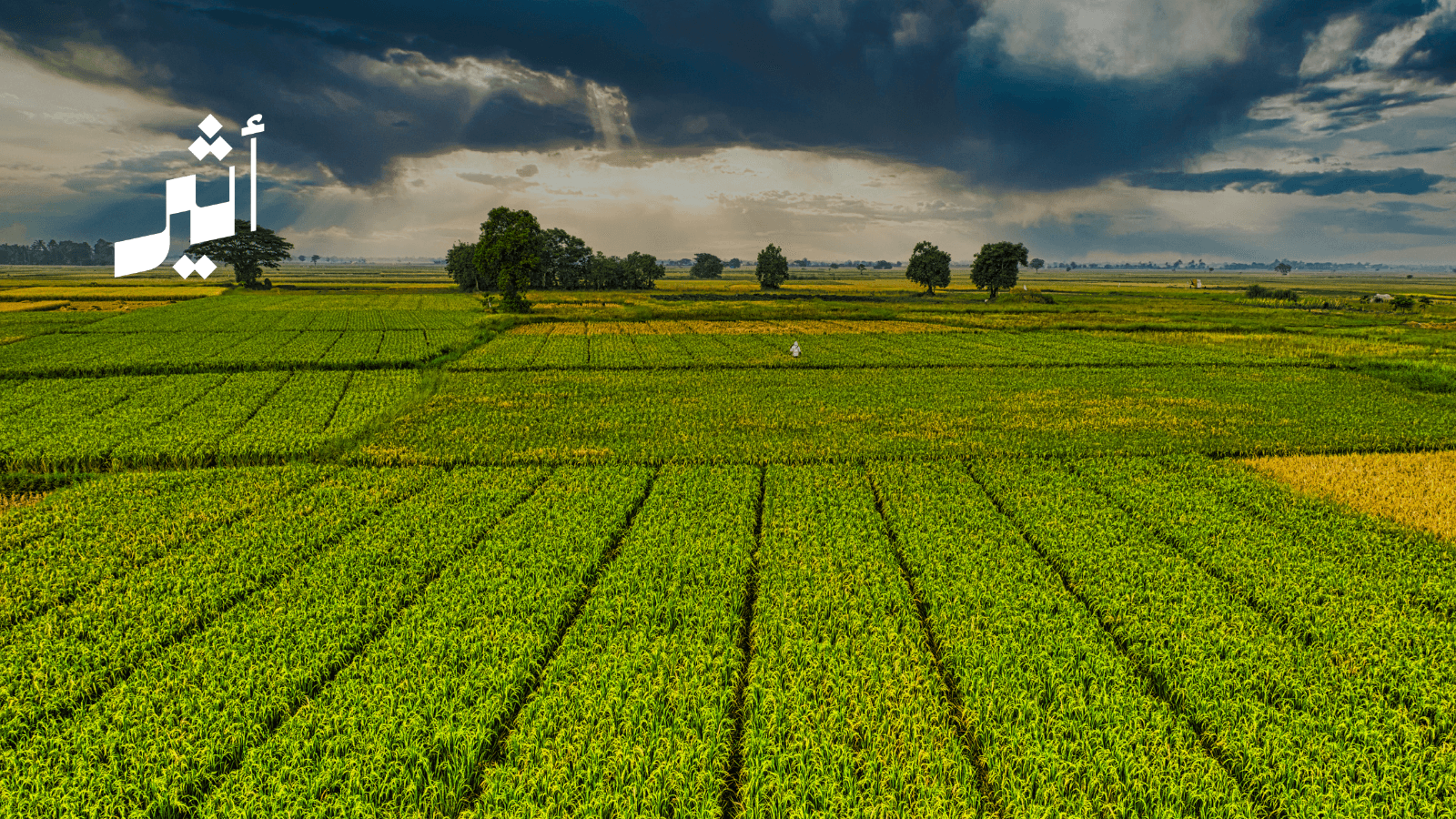 Smart agriculture's role in Gulf food security