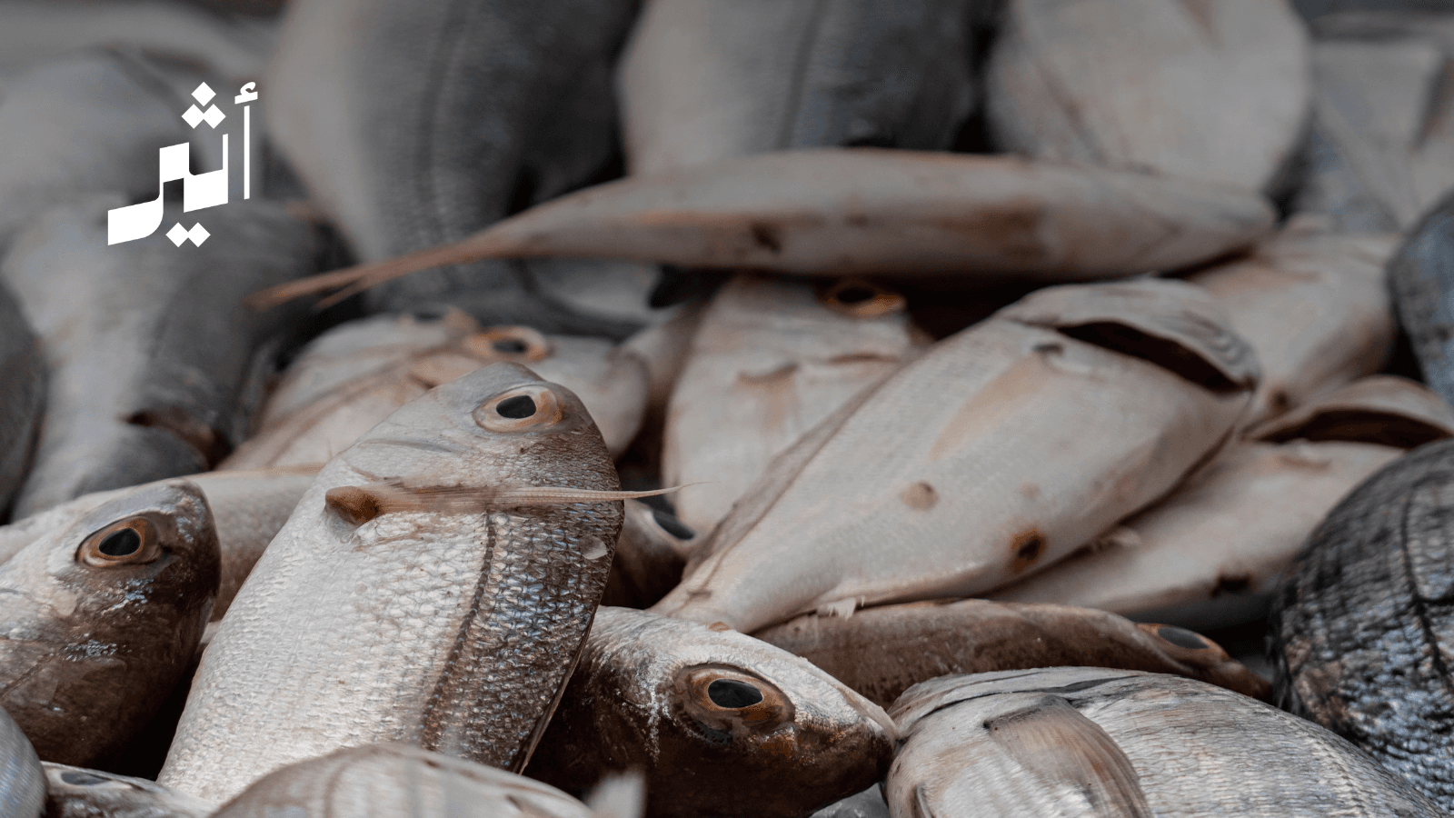 Ship incident prompts fish safety tests