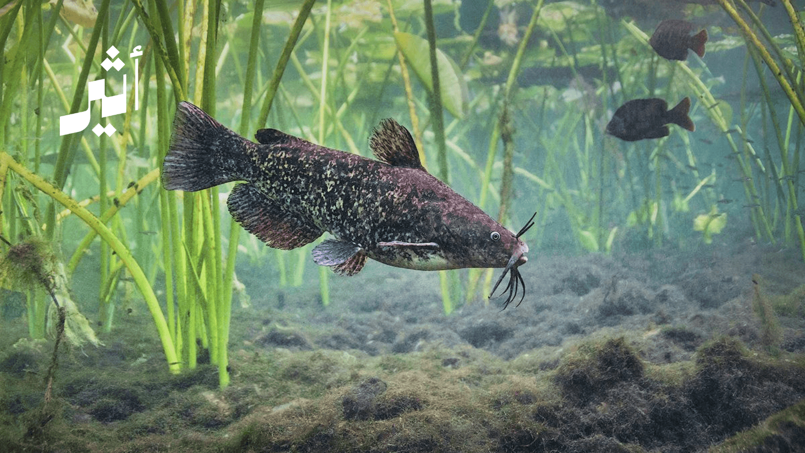 Origins of cancer in freshwater fish