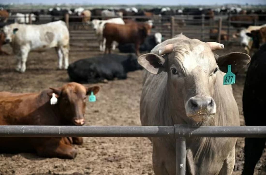 US data prompts debate over meat export rise
