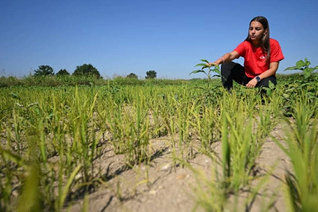 Europe Faces Severe Rice Drought