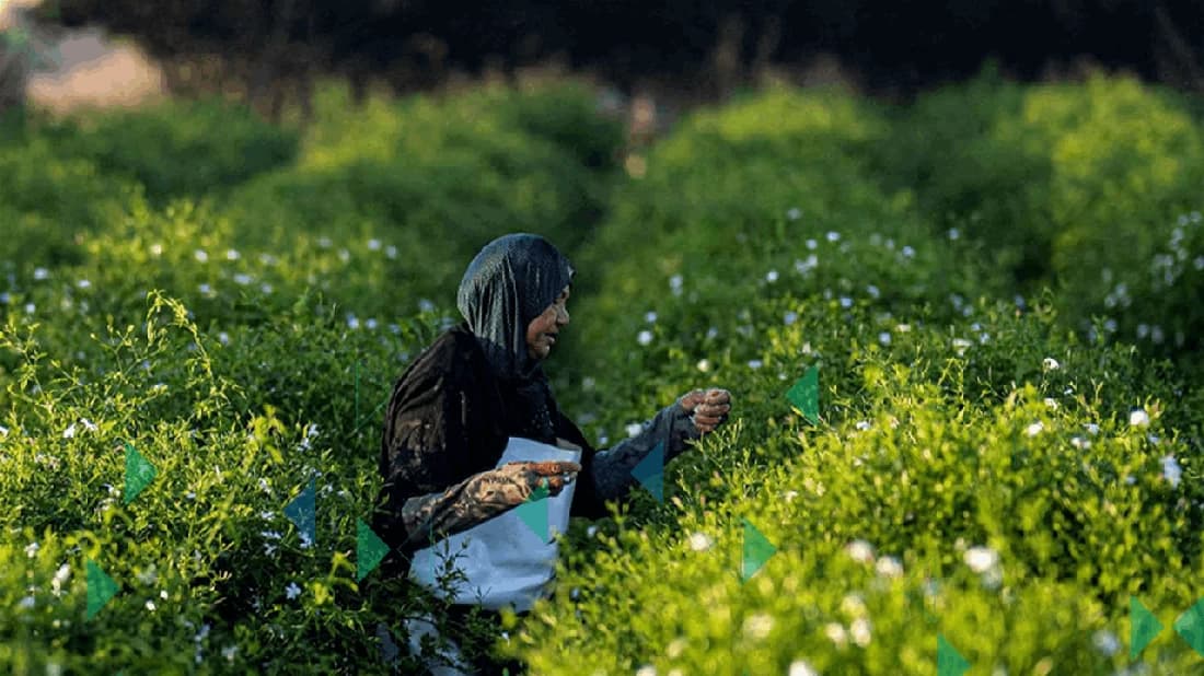 مستخلص الياسمين: عطور فرنسية برائحة الفلاحين في دلتا النيل