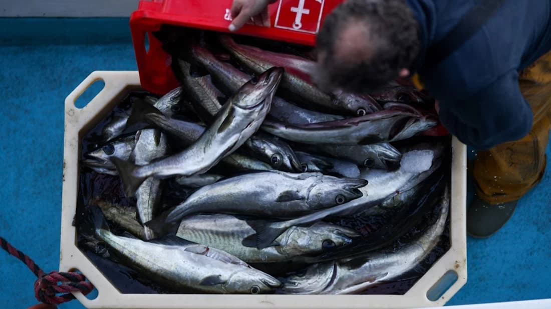 Europe postpones tightening restrictions on American fish imports due to ongoing trade negotiations