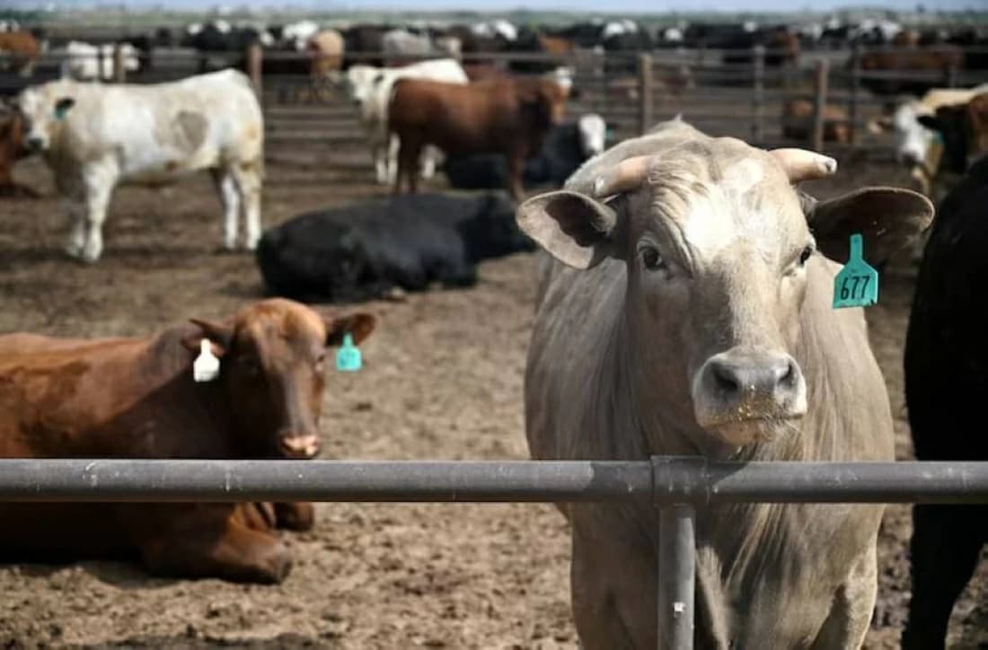 US resumes cattle imports via Mexico