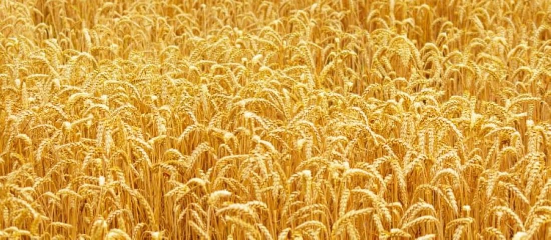 Algeria secures 720,000 tons of wheat