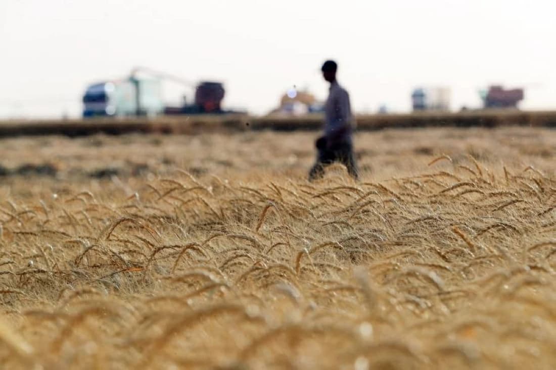Egypt Tops Arab Wheat Production