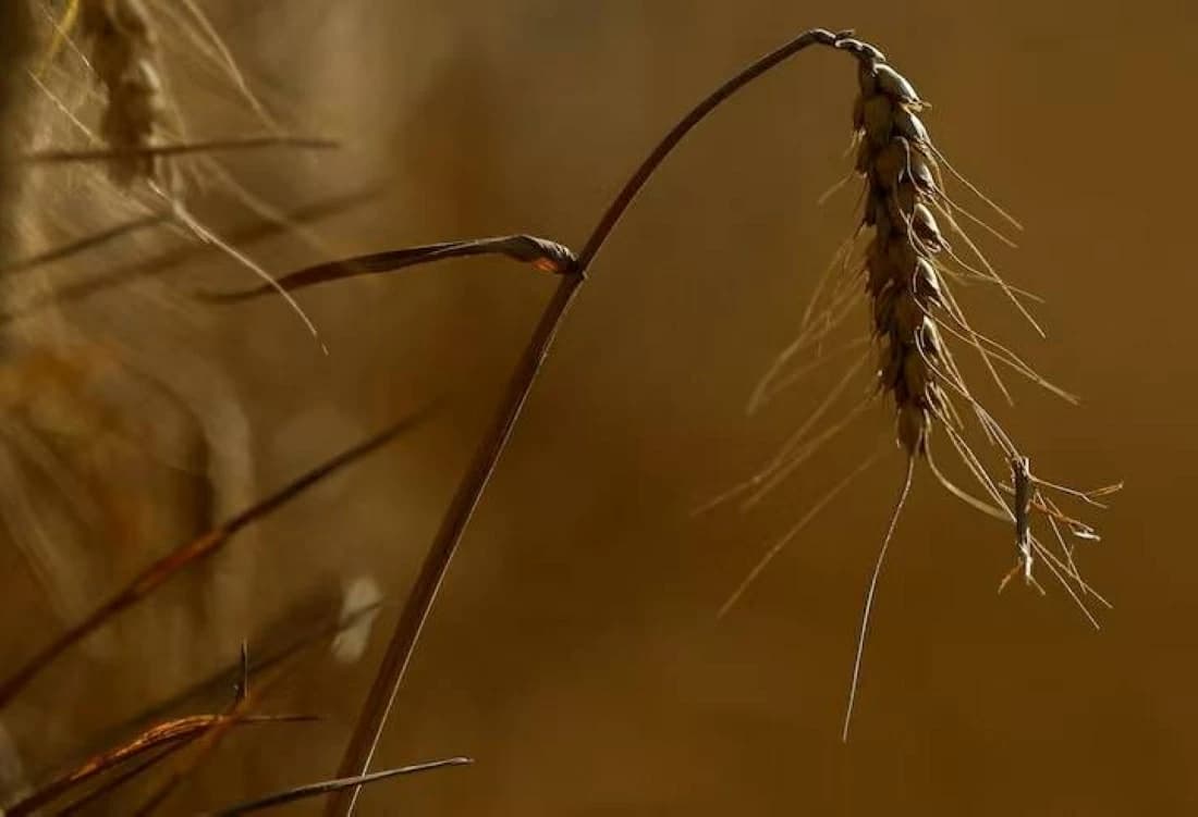 Europe's Crops Lose 20 Days in Growing Season