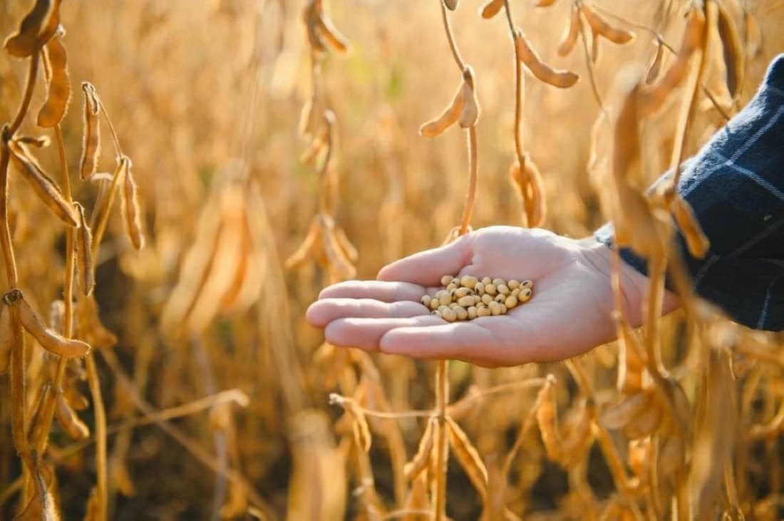 Chinese demand boosts soybean trade