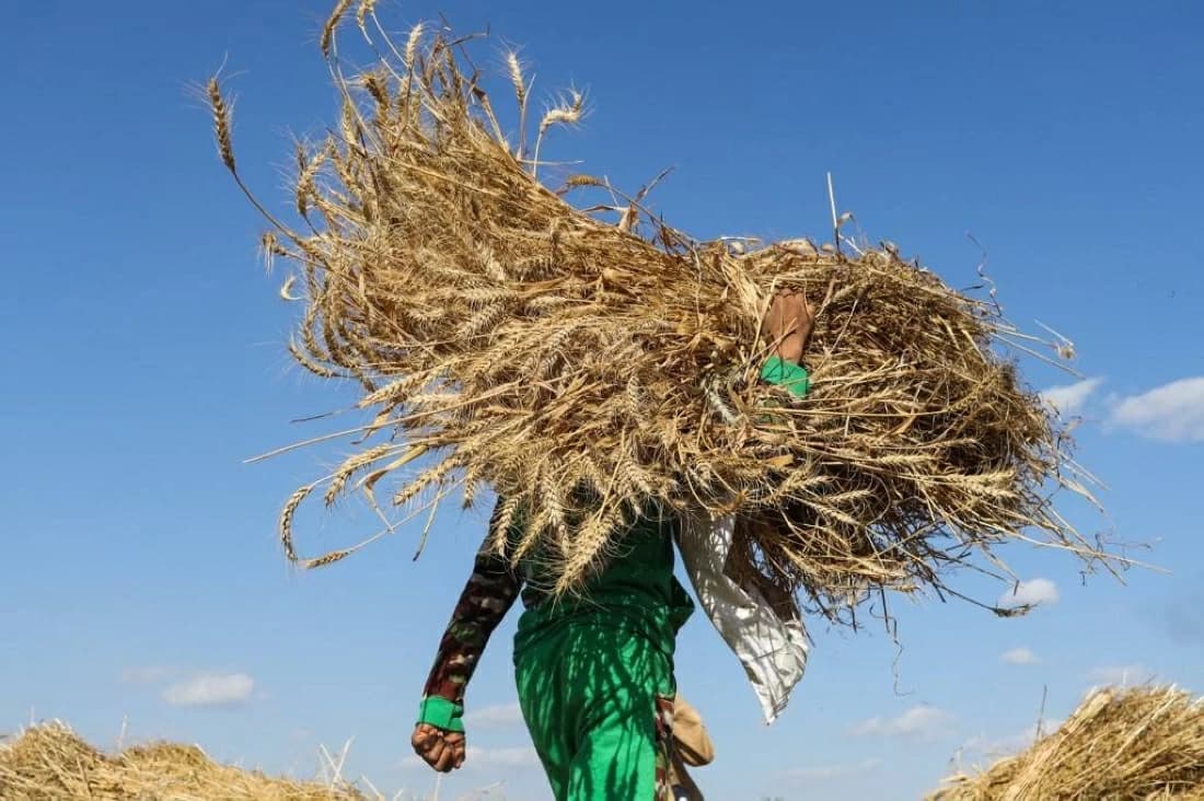 Egypt boosts wheat output, cuts imports by 23