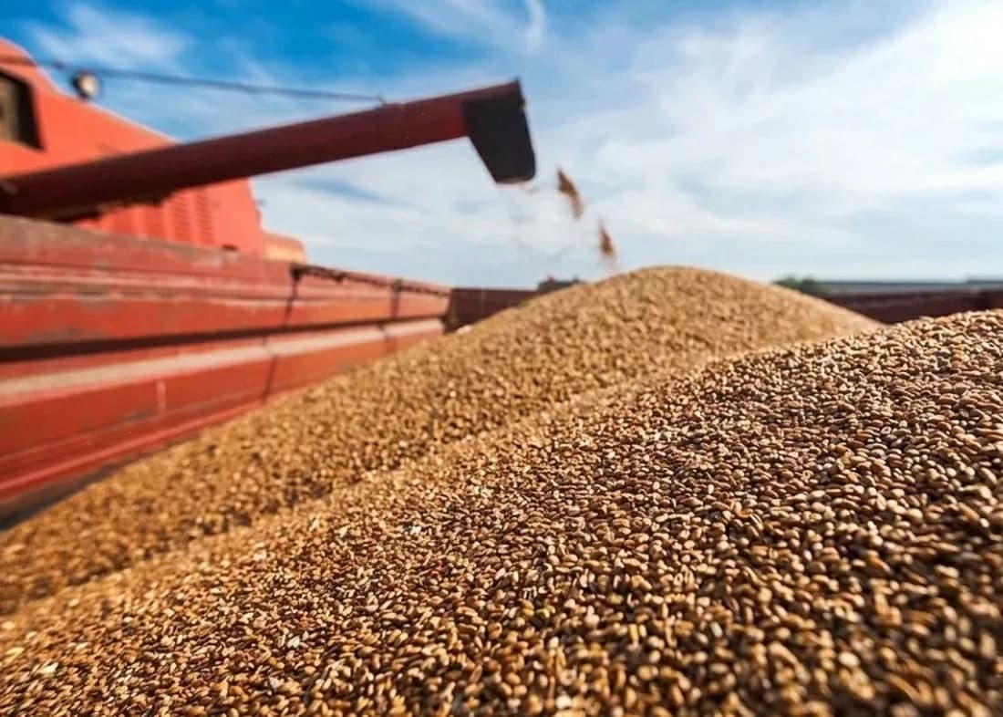 Wheat falls for fourth session amid Russia-Ukraine ceasefire prospects