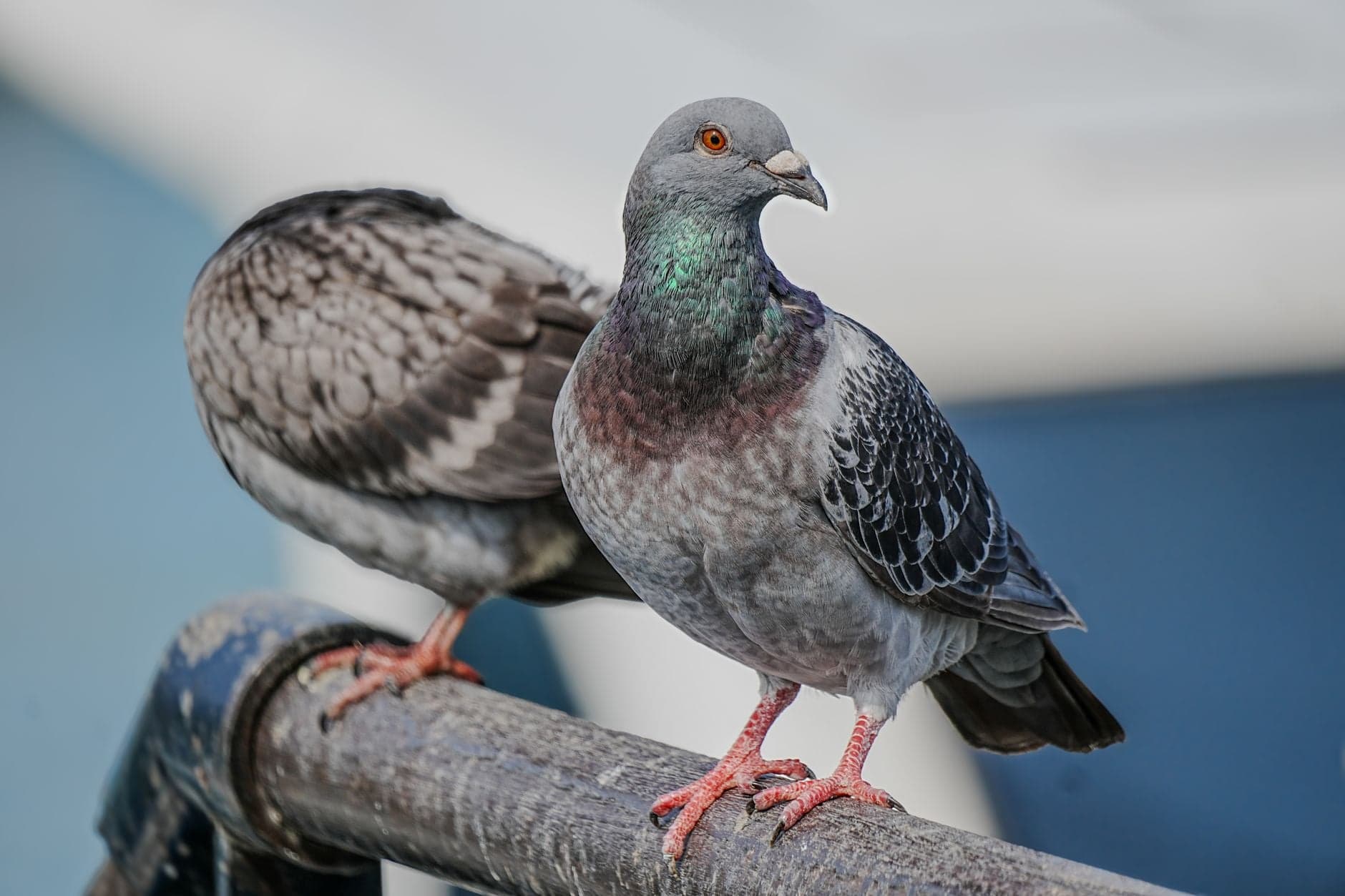 Beirut Airport Amid Pigeon Ban