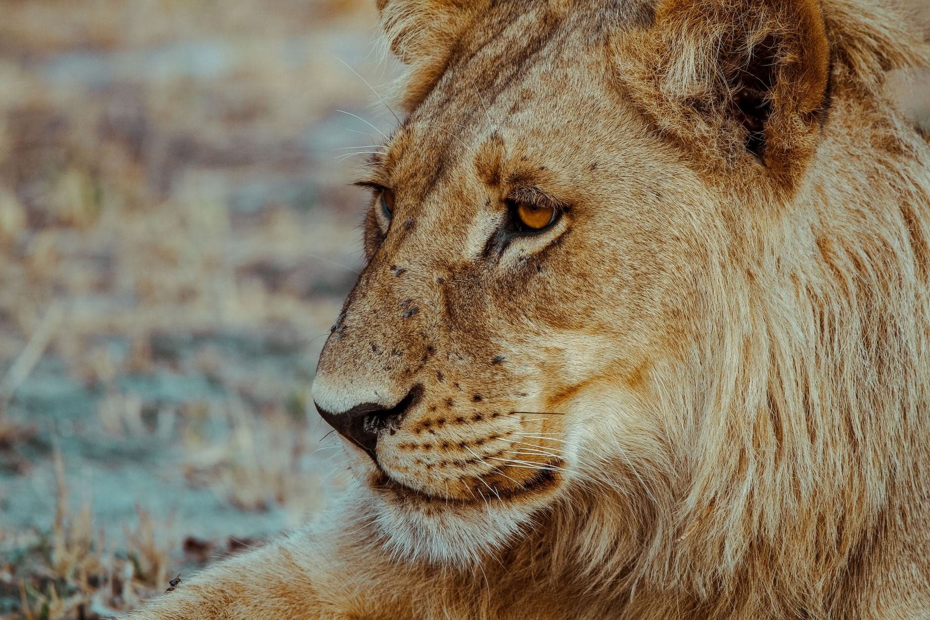 Lebanon: Captive Lion Under Review