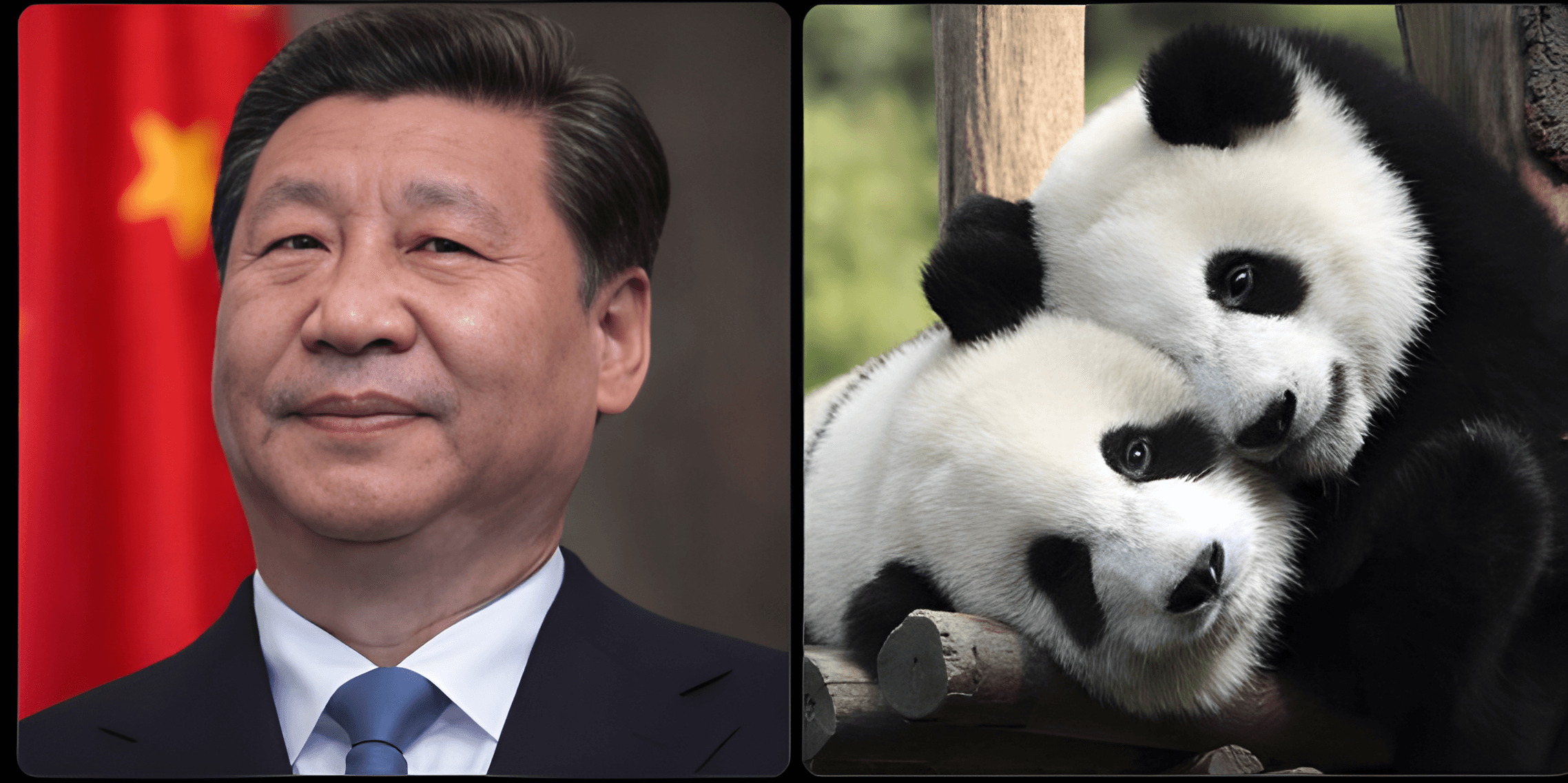 Panda's Journey to America