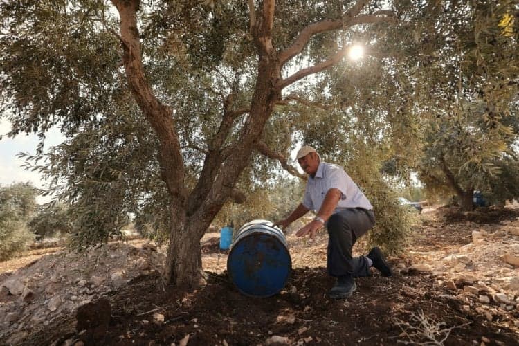 جودة الزيت وحماية الأشجار