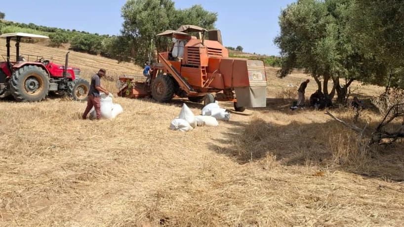 Mostaganem Produces 221,000 Quintals of Grain