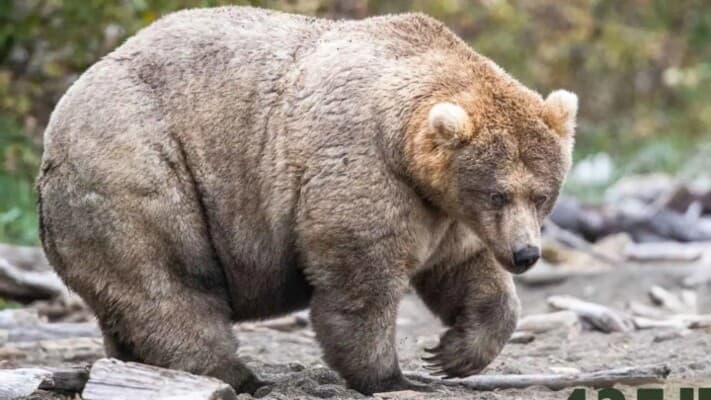 16 دبًا يتنافسون قبل السبات