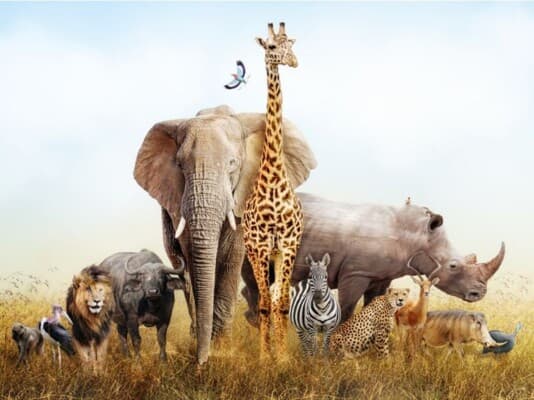 AI Approaching Animal Decoding