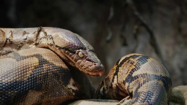 Giant Snake's Secret Revealed by Final Meal
