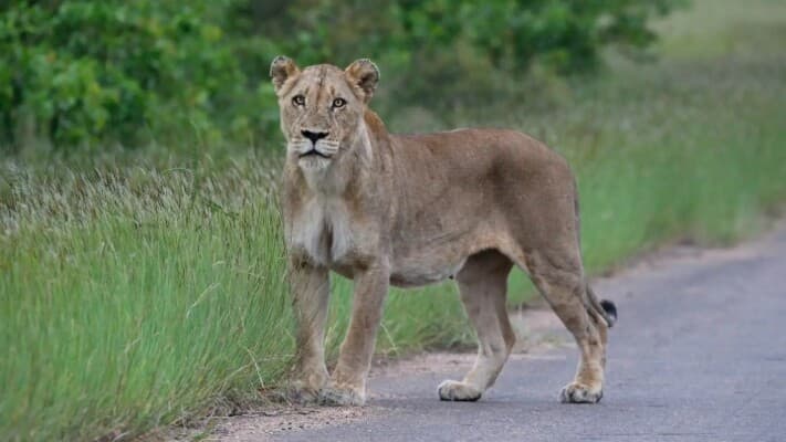 Lioness approaches tourist on safari