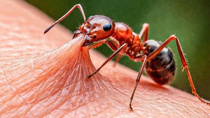 Fire ant bites elderly woman