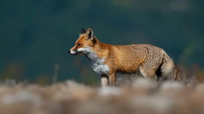 Wild foxes seek water and food in Fayoum villages
