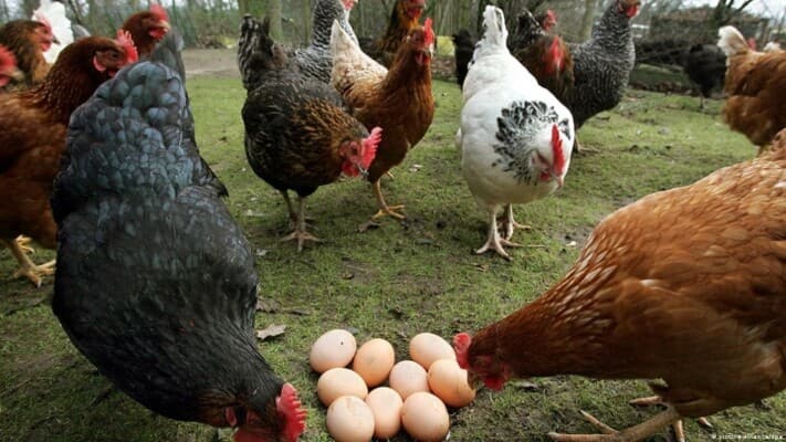 Science Resolves Chicken or Egg Debate