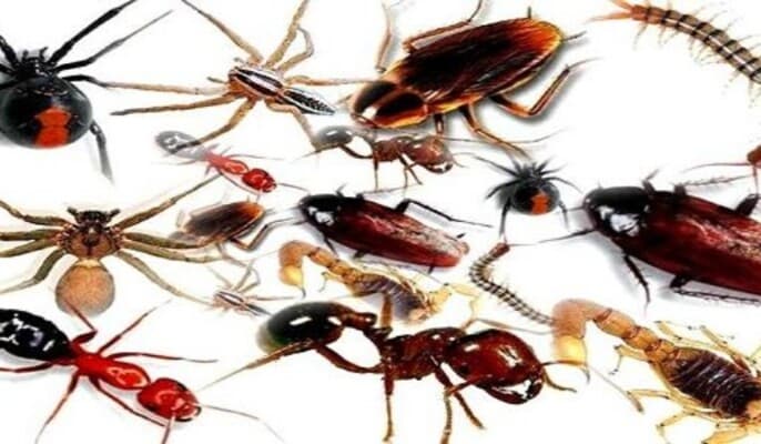 Why insects might make you feel itchy