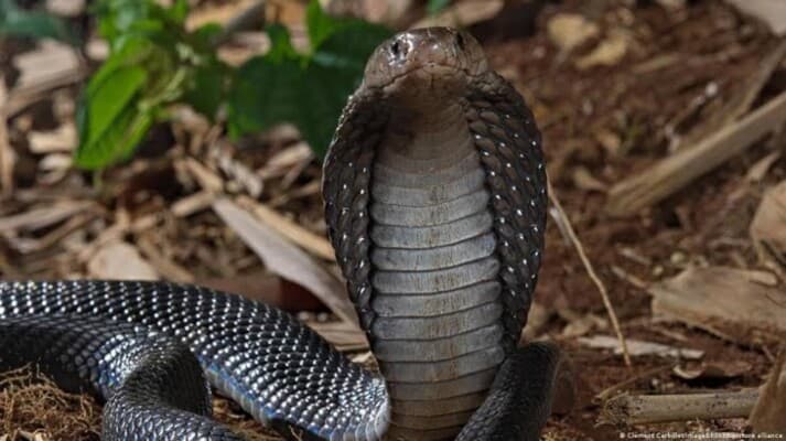 Family Finds Cobra in Water Cooler