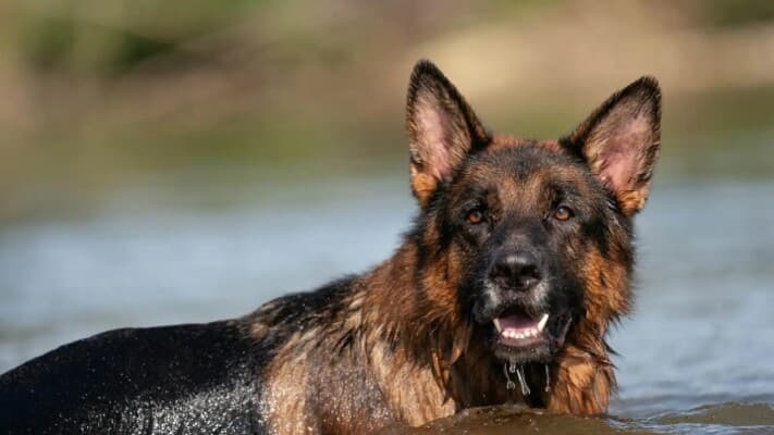 Dog's actions lead to boy’s death