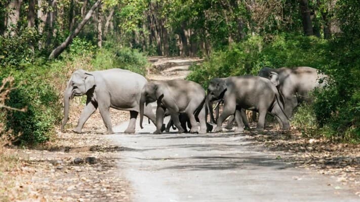 Forest rangers stop traffic to protect elephants