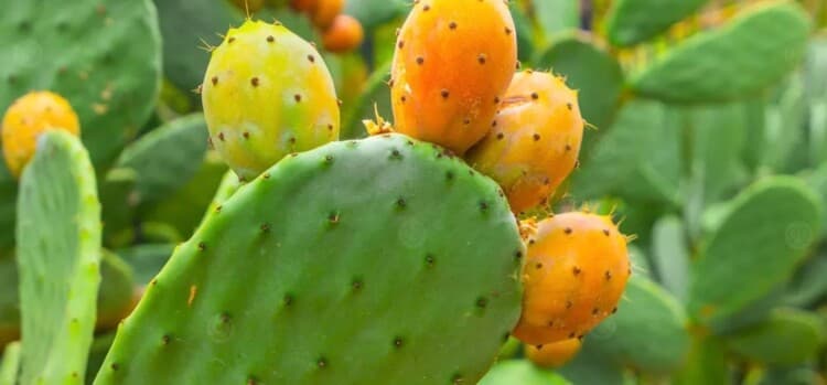 Prickly pear: a beneficial summer fruit
