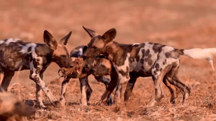 What motivates animals to travel long distances