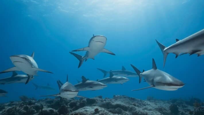 Woman discovers 29 dead sharks