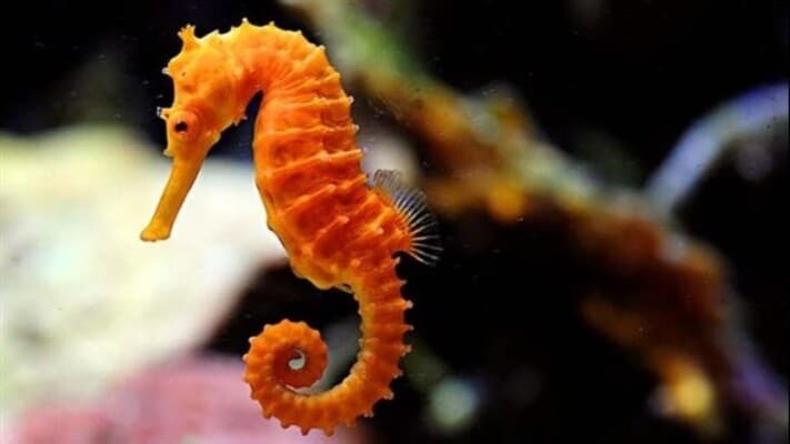 Seahorse Gives Birth to Hundreds