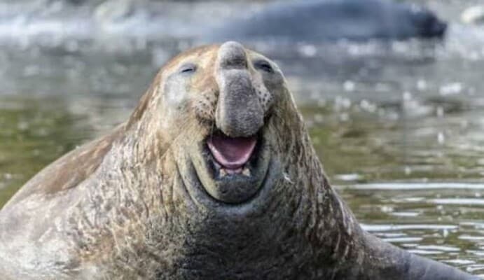 Many sick sea lions wash ashore