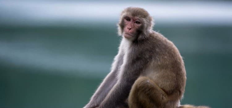 Humans and monkeys share a century-long trait