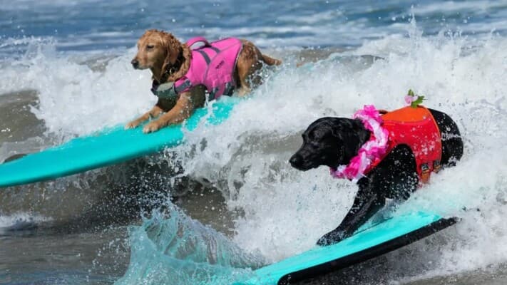Dogs compete in wave riding championship