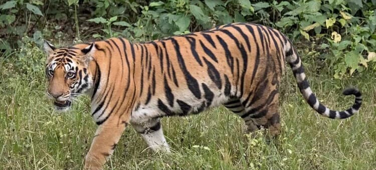 Lion fatally injures young man