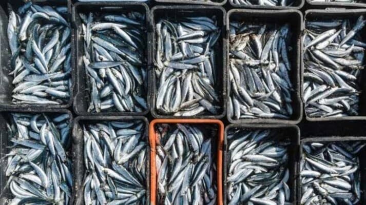 Sardines Spark Debate in Algeria Amid Market Turmoil